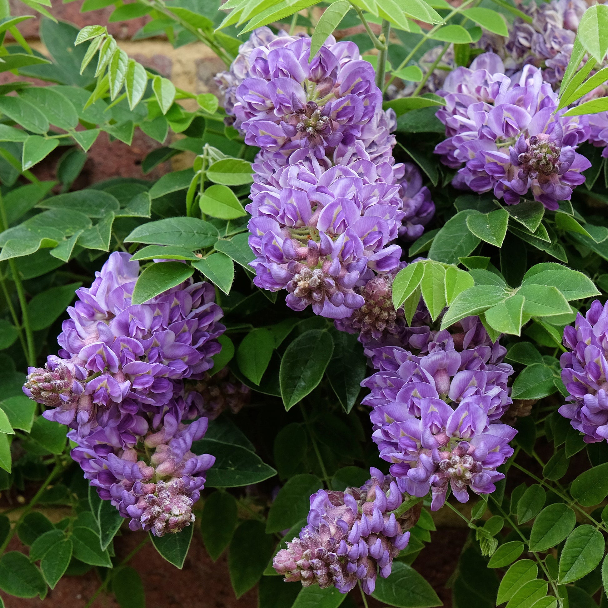 blauregen ungiftige alternative Amerikanischer Blauregen 'Longwood Purple' - Wisteria frutescens Longwood Purple