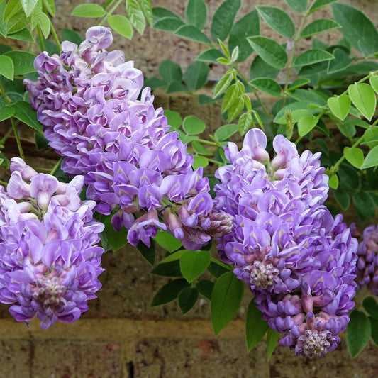 Chinesischer Blauregen Amethyst Falls - Bakker