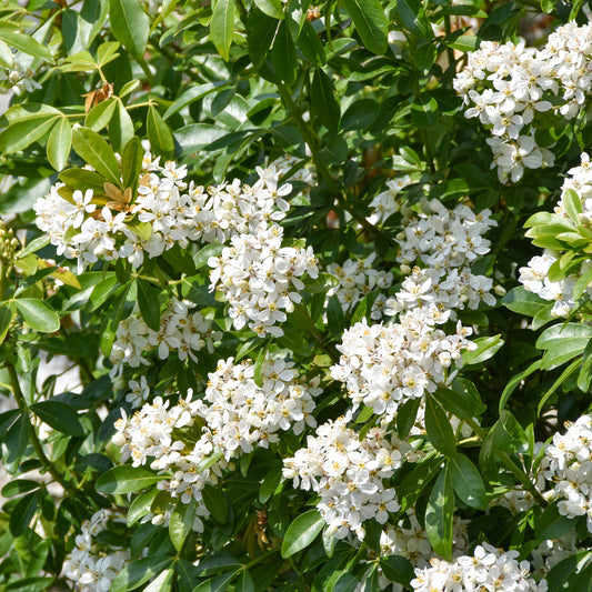 Orangenblume - Bakker