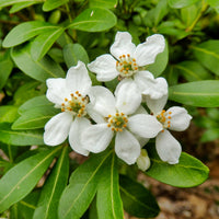 Orangenblume - Choisya ternata - Bakker