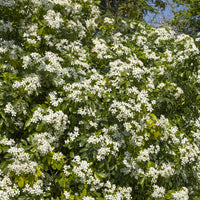 Choisya ternata - Orangenblume - Balkonsträucher