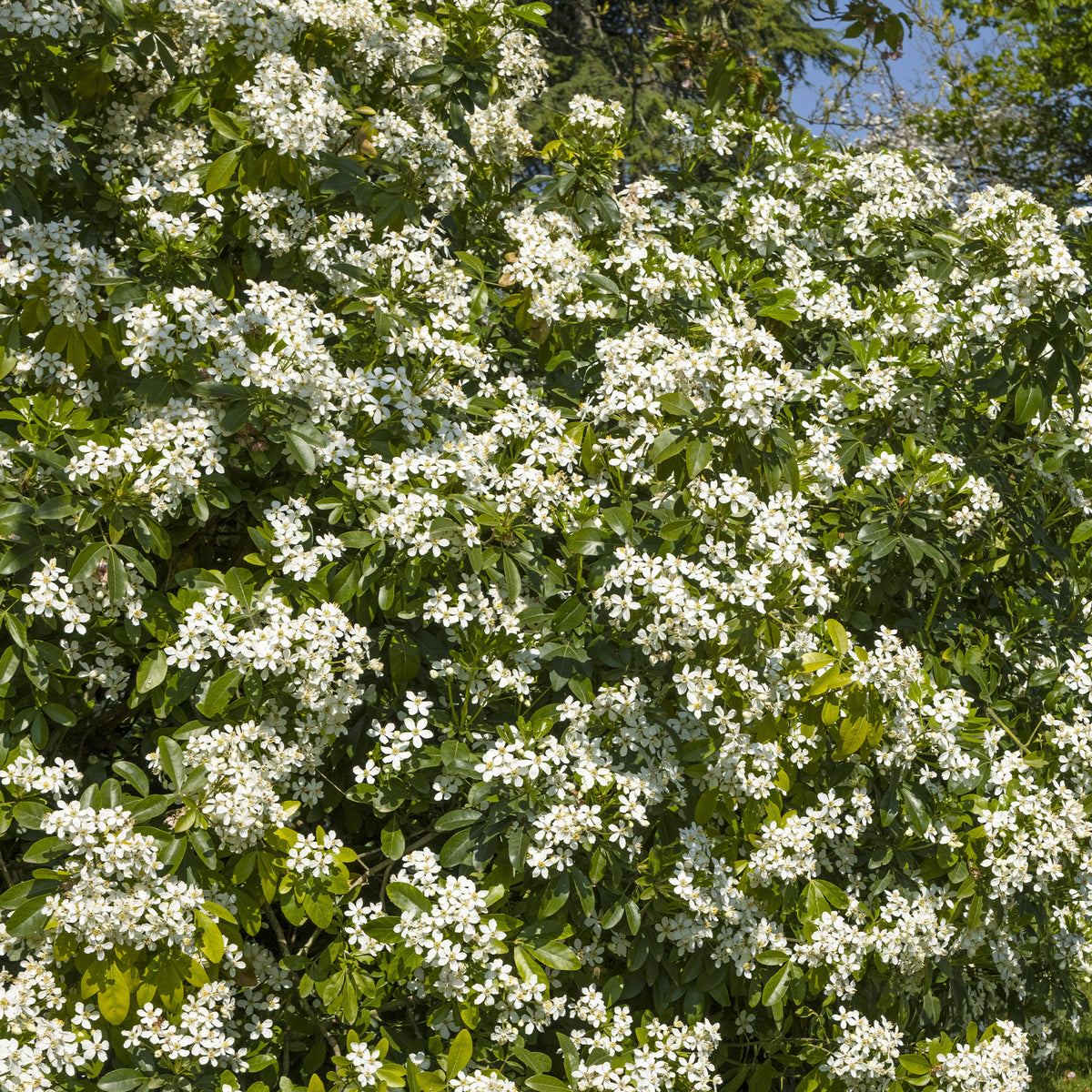 Balkonsträucher - Orangenblume - Choisya ternata