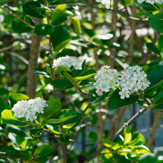 Apfelbeere Viking - Bakker