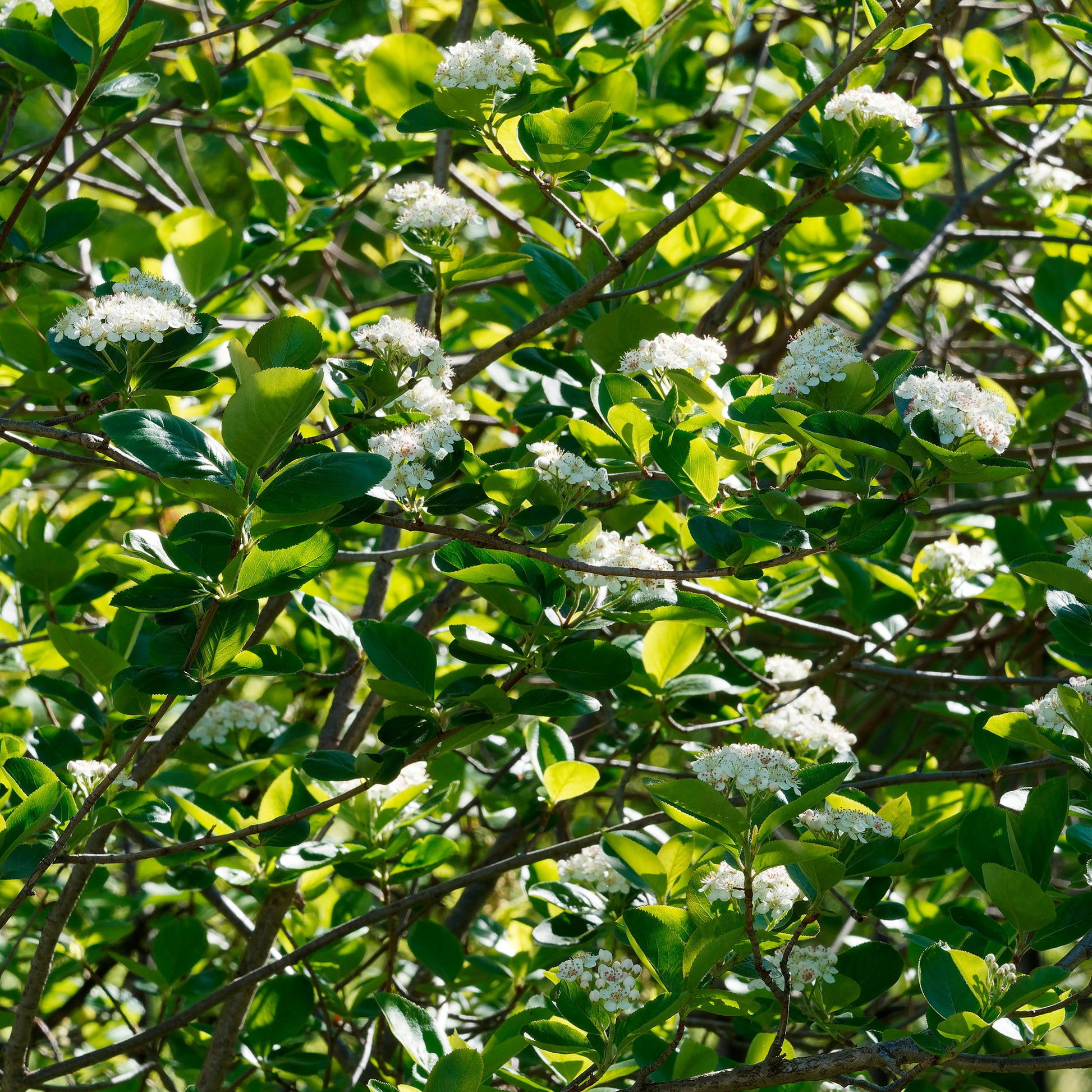 Apfelbeere Viking - Aronia melanocarpa viking - Bakker