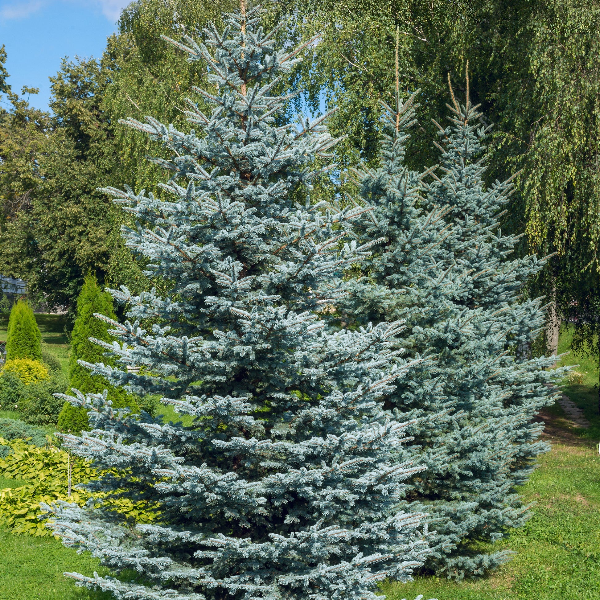 Stechfichte - Picea pungens maculata - Bakker