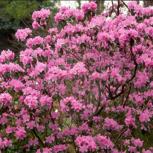 Vorfrühlings-Alpenrose Praecox - Bakker