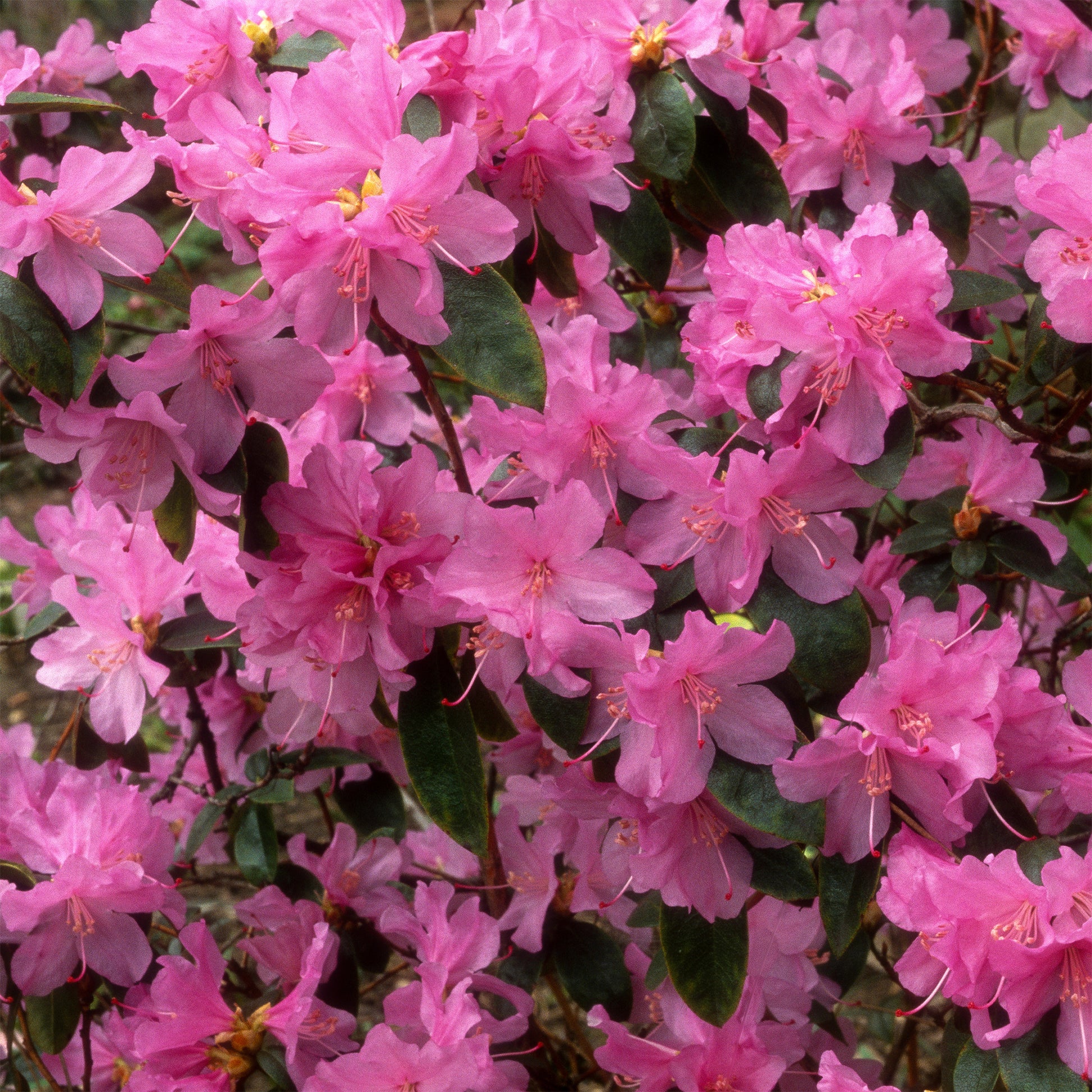 Früh-Rhododendron - Rhododendron praecox