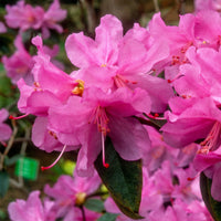 Rhododendron - Vorfrühlings-Alpenrose Praecox - Rhododendron praecox