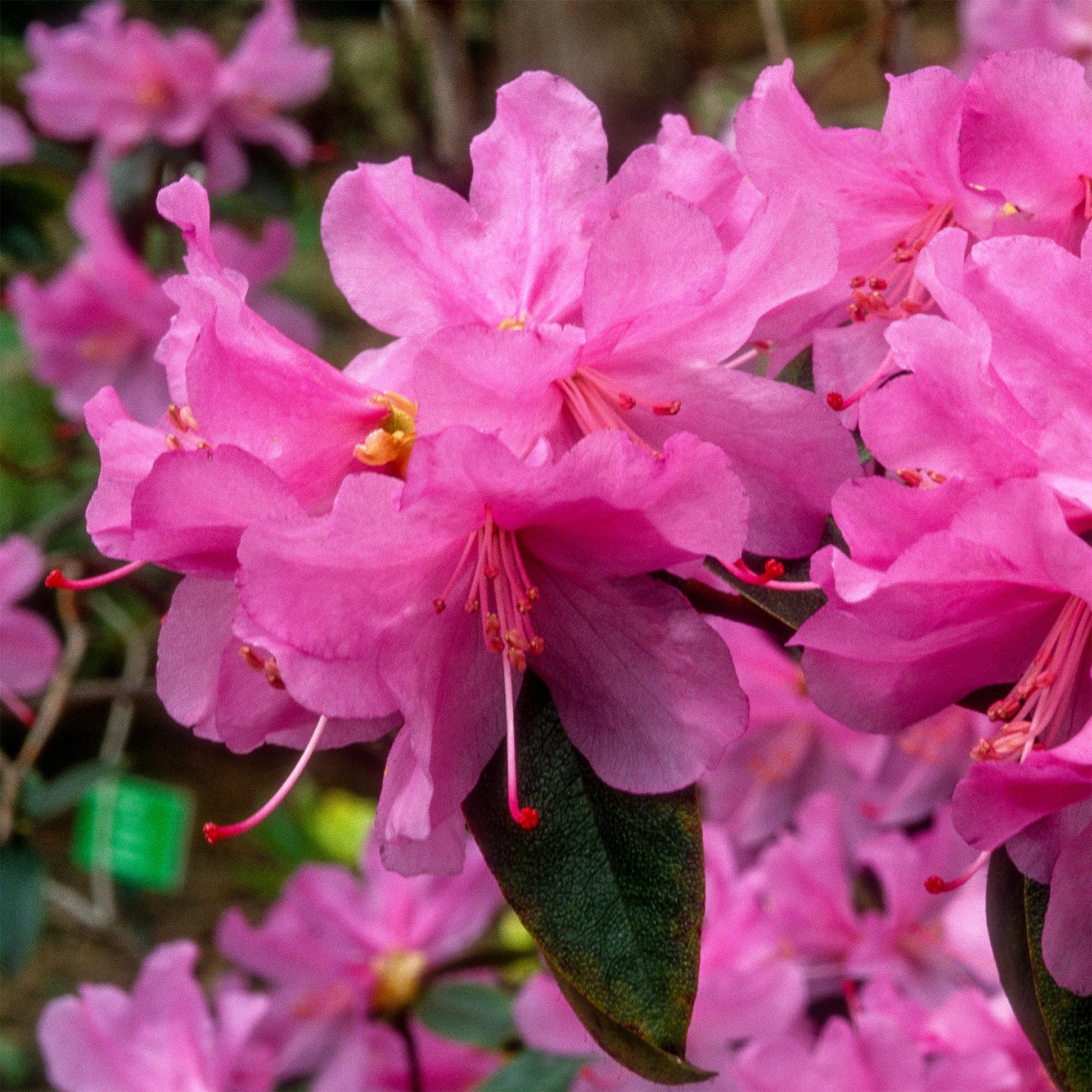Rhododendron - Vorfrühlings-Alpenrose Praecox - Rhododendron praecox