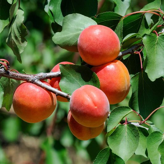 Aprikose ‘Pêche de Nancy’ - Bakker