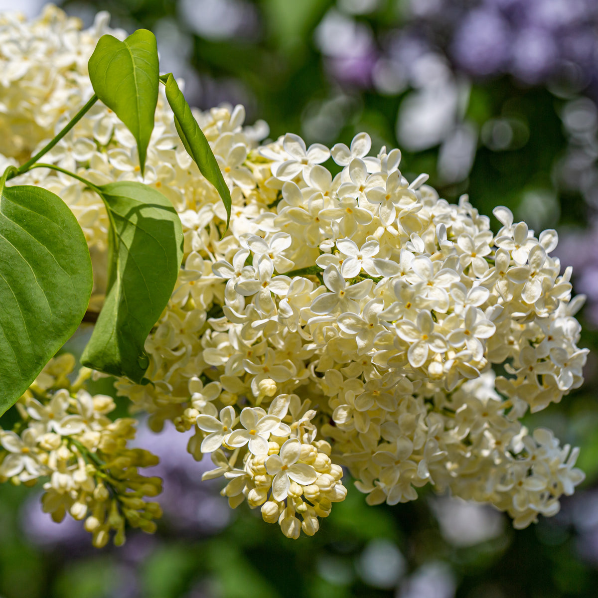 Syringa vulgaris Primrose - Flieder ‘Primrose’ - Flieder