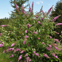 Sommerflieder Flower Power - Buddleja davidii Flower Power - Bakker