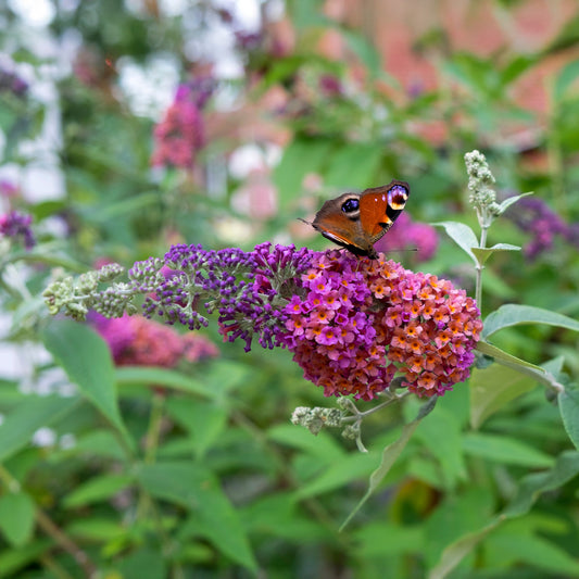 Sommerflieder Flower Power - Bakker