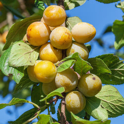 Pflaume Mirabelle von Nancy - Bakker