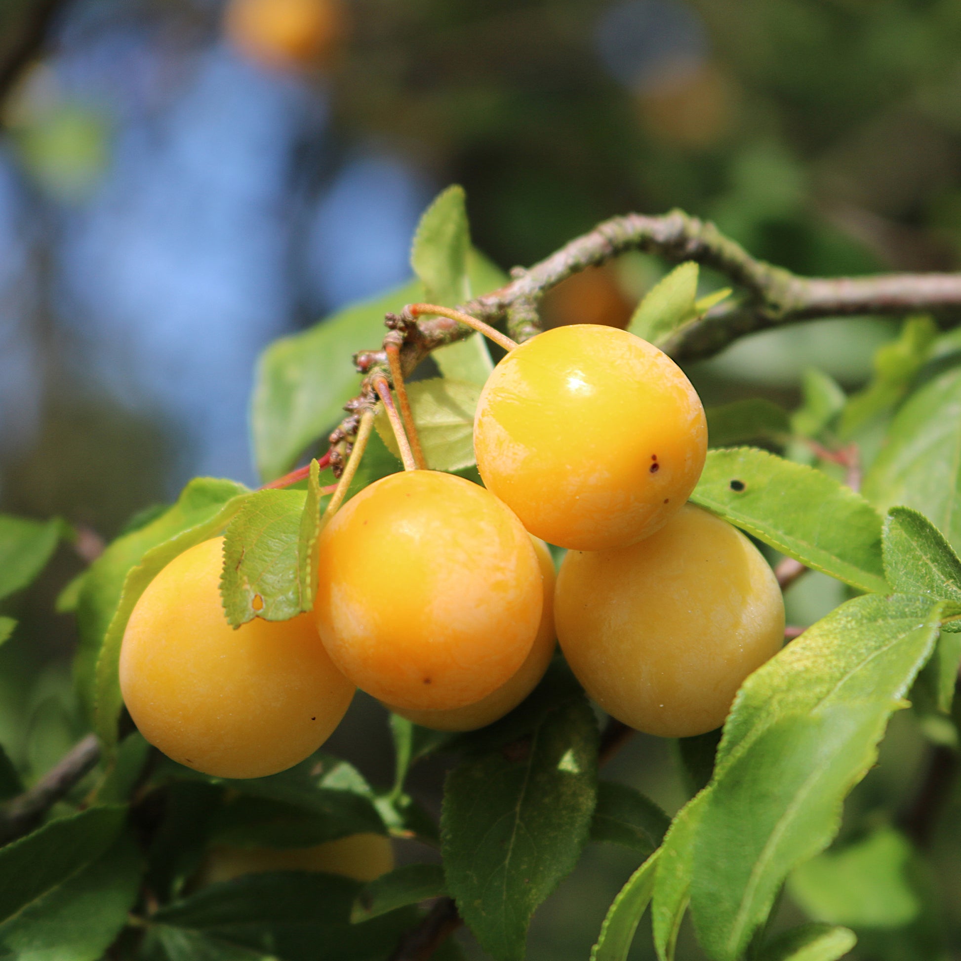 Pflaume Mirabelle von Nancy - Prunus domestica Mirabelle de Nancy - Bakker