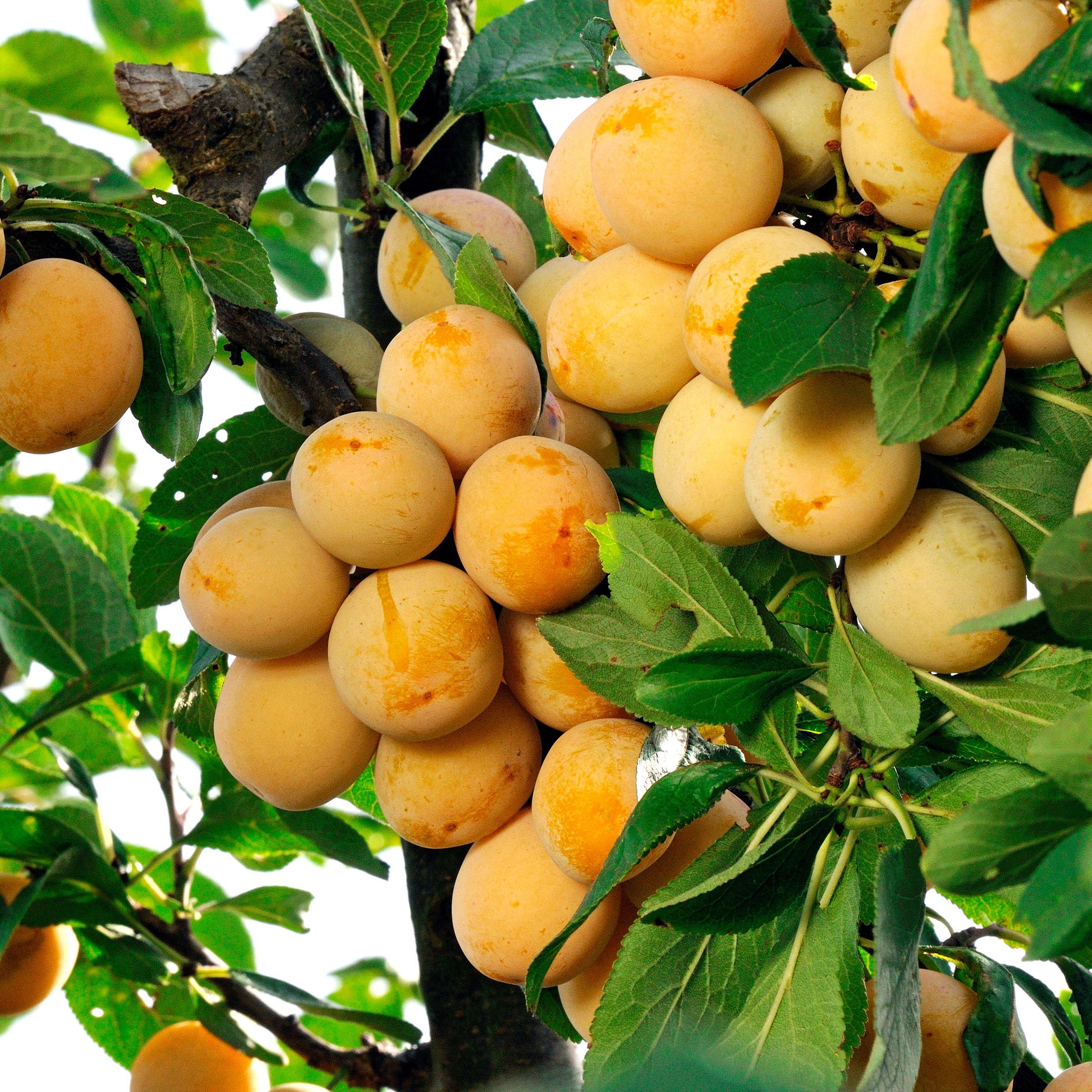 Pflaume Mirabelle von Nancy - Pflaumenbäume - Bakker