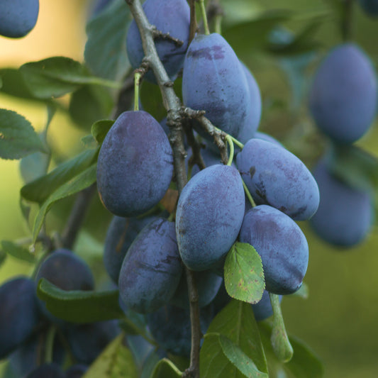 Pflaumenbaum Quetsche d'Alsace