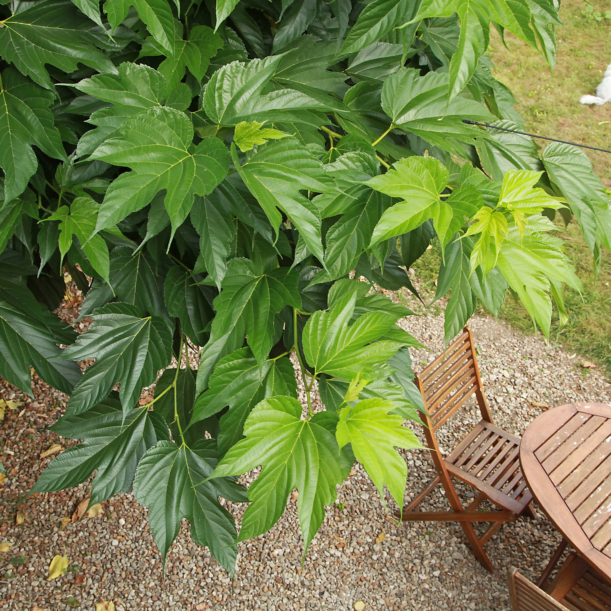 Verkauf Morus alba Macrophylla - Großblättrige Maulbeere