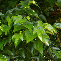 Großblättrige Maulbeere - Morus alba Macrophylla - Bakker