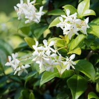 Verkauf Kletterpflanzen-Kollektion Jasmin, Glyzinie, Kletterhortensie (x3)