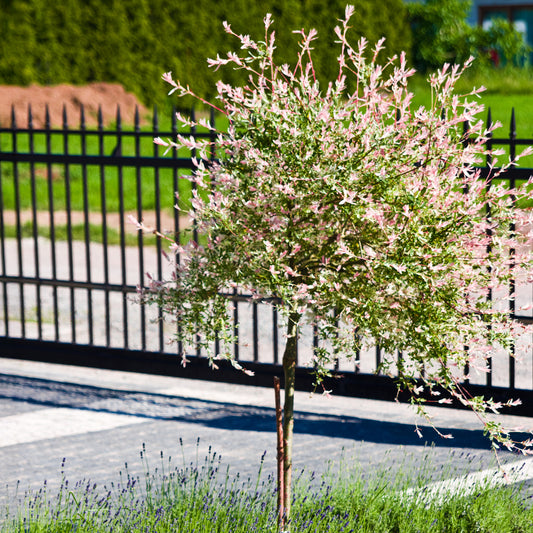 Harlekinweide auf Stamm - Bakker