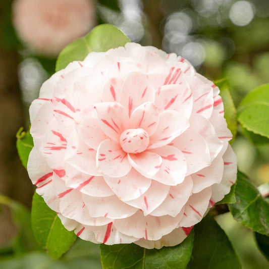 Kamelie William Bartlett - Bakker