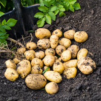 Bio-Kartoffel ‘Blanche’ (x25) - Solanum tuberosum blanche (cn 991131) - Bakker