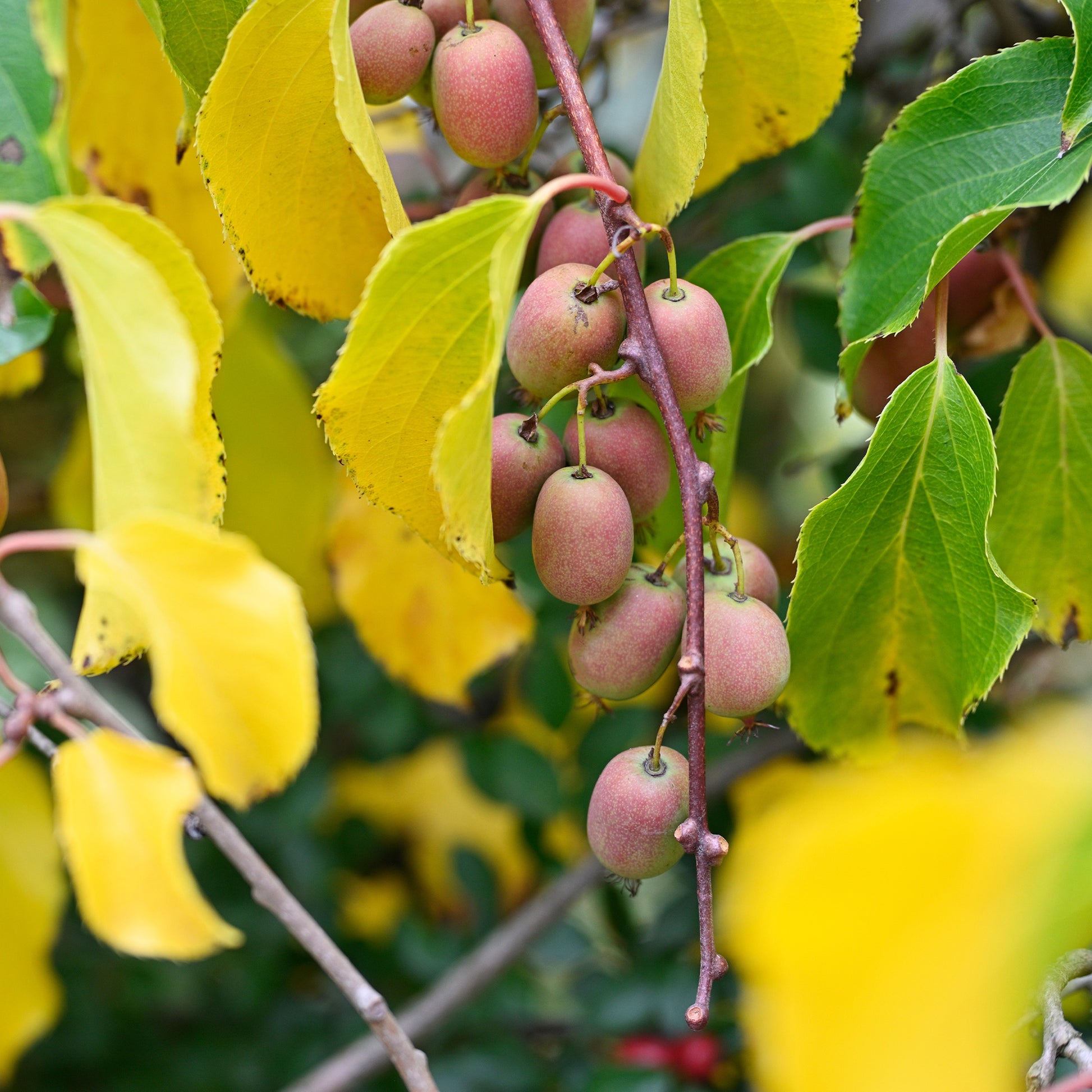 Rotes Kiwi-Paar Weiki ® Plus (1 Männchen + 1 Weibchen) - Actinidia arguta Weiki ® - Bakker
