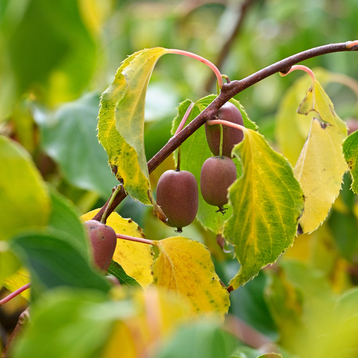 Kiwi - Rotes Kiwi-Paar Weiki ® Plus (1 Männchen + 1 Weibchen) - Actinidia arguta Weiki ®