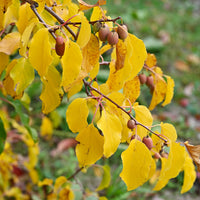 Actinidia arguta Weiki ® - Rotes Kiwi-Paar Weiki ® Plus (1 Männchen + 1 Weibchen) - Kiwi