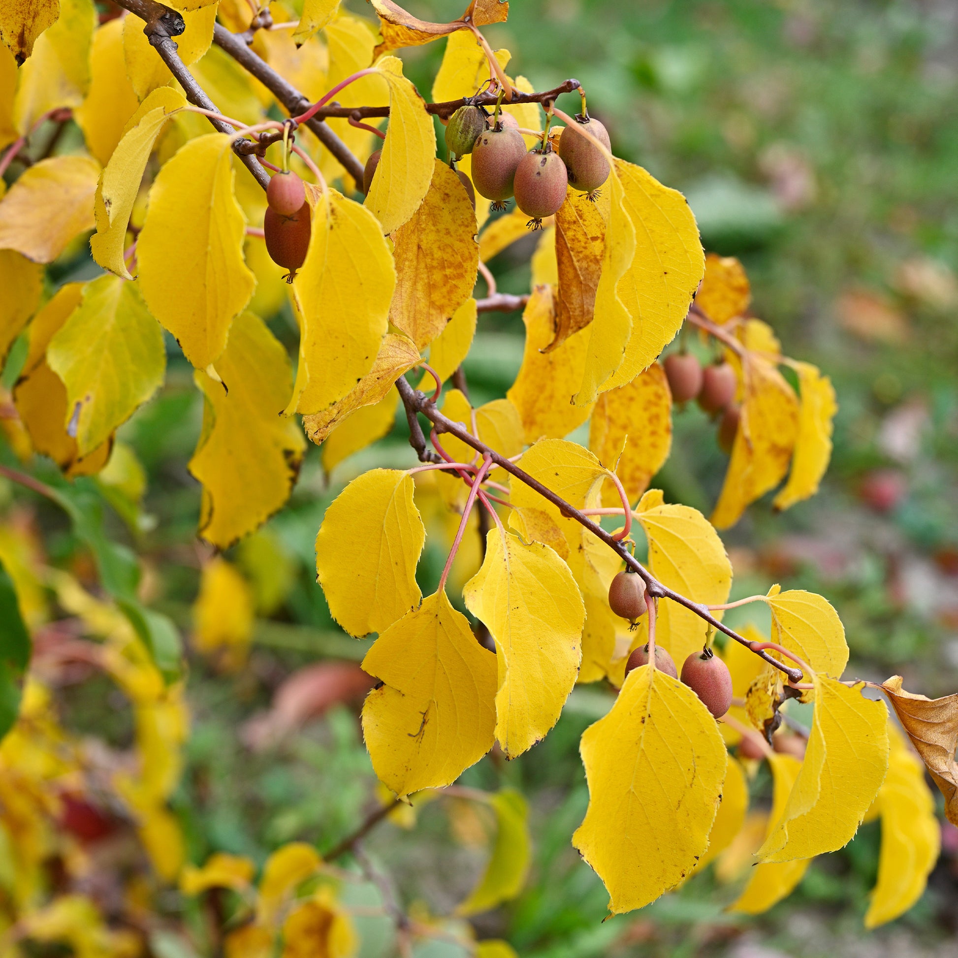 Actinidia arguta Weiki ® - Rotes Kiwi-Paar Weiki ® Plus (1 Männchen + 1 Weibchen) - Kiwi