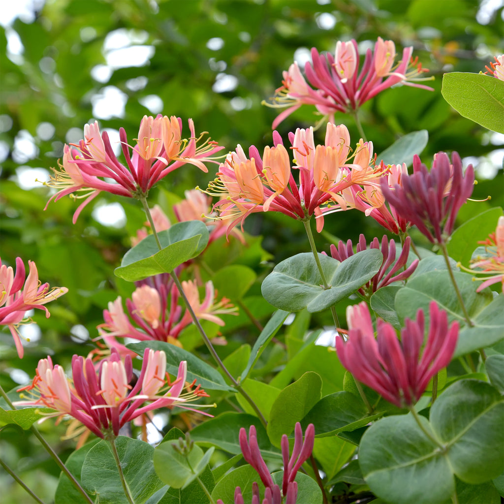 lonicera americana Kletterndes Geißblatt American Beauty - Lonicera heckrottii American Beauty