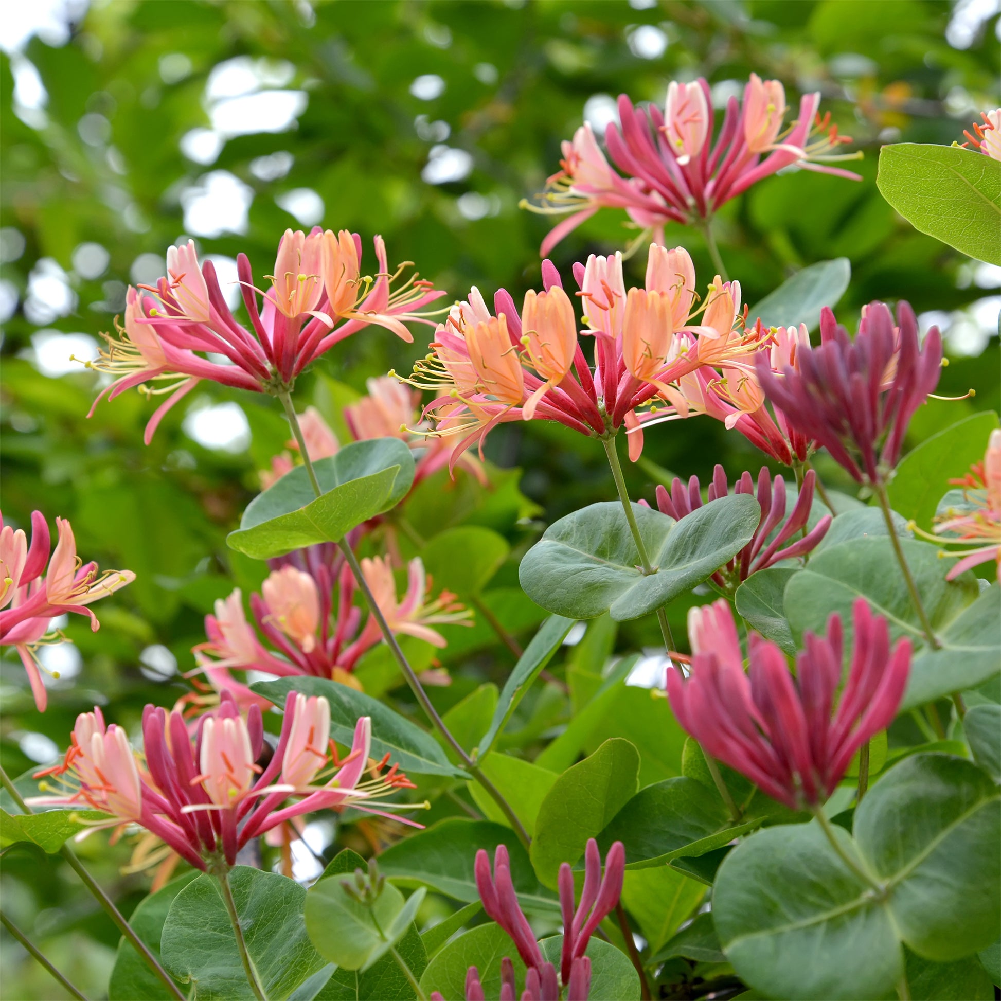 Kletterpflanzen Kollektion (x3) - Lonicera heckrottii American Beauty,  Clematis patens Piilu, Parthenocissus tricuspidata Veitchii