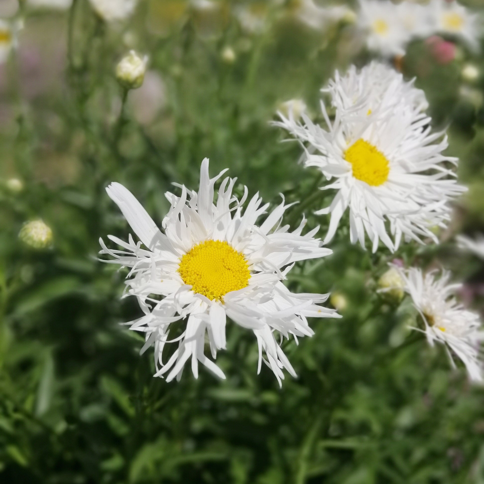 Margeriten Old Court (x3) - Leucanthemum x superbum old court - Bakker