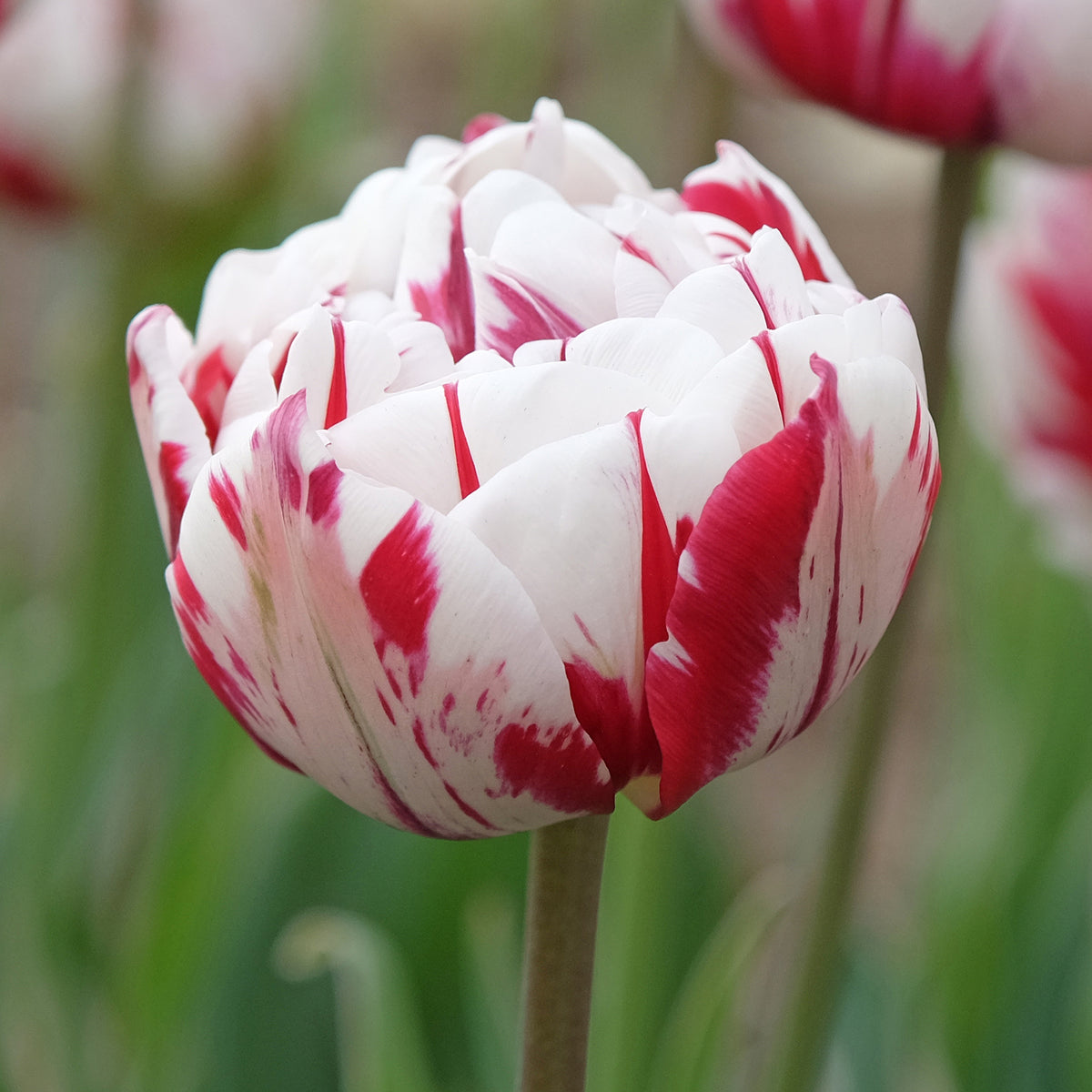 Pfingstrosen-Tulpen ‘Carnaval de Nice’ (x10)