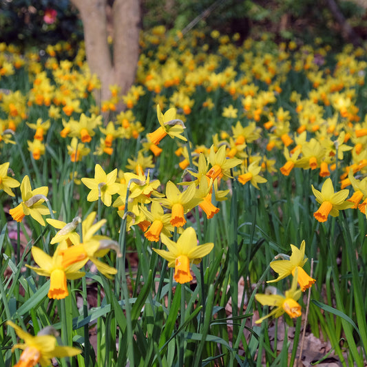 Narzisse Jet Fire (x5) - Bakker