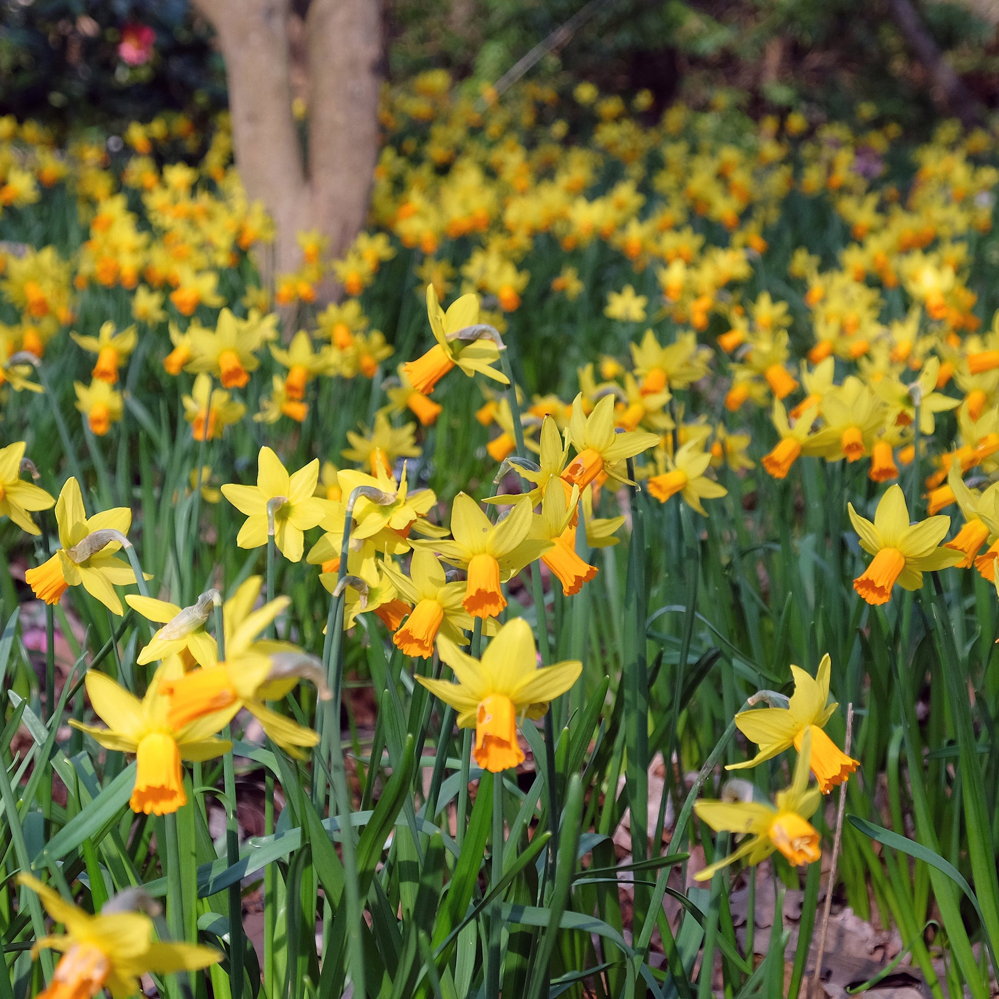 Narzisse Jet Fire (x5) - Bakker