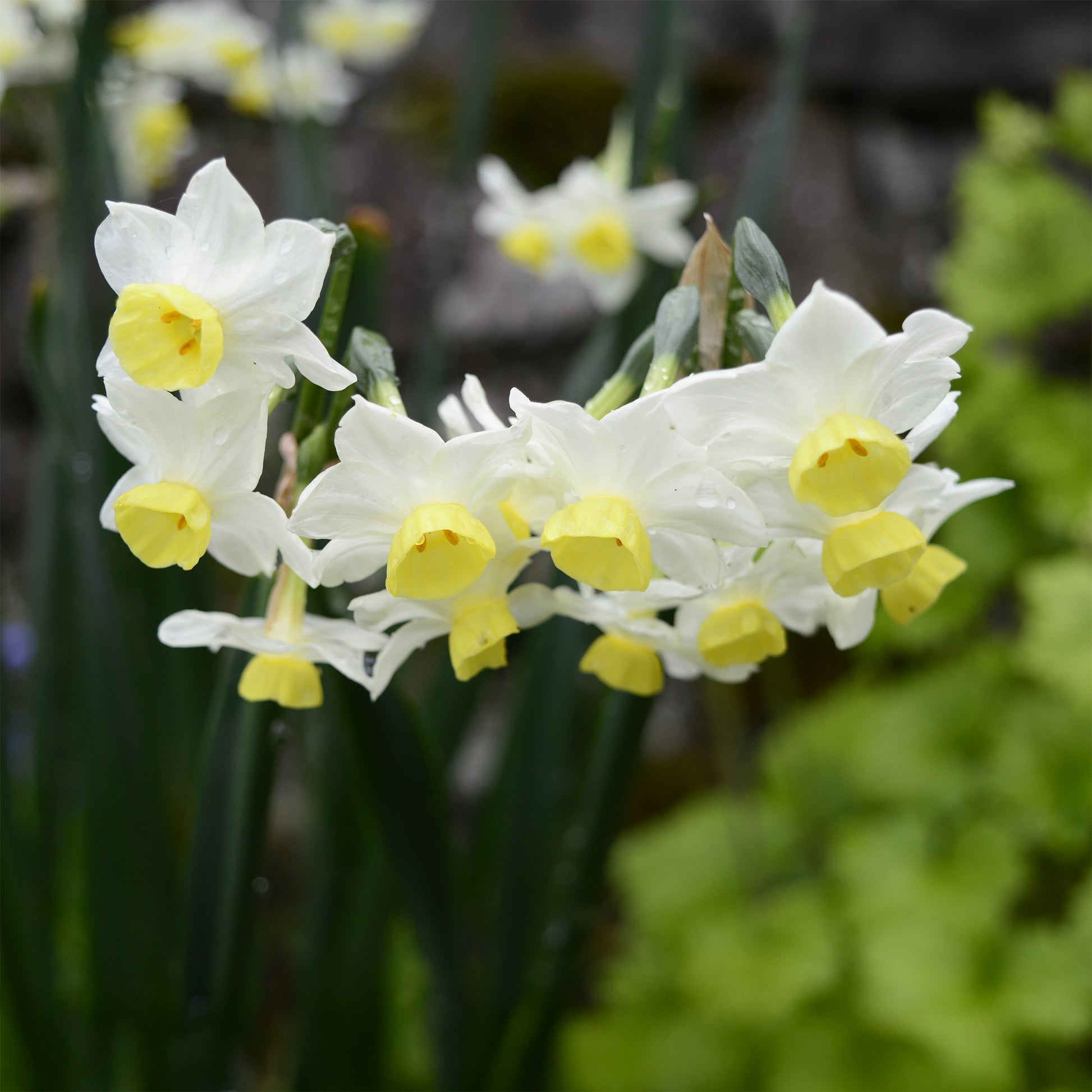 Verkauf Narzisse Minnow (x10) - Narcissus tazetta Minnow