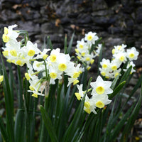 Verkauf Narzisse Minnow (x10)