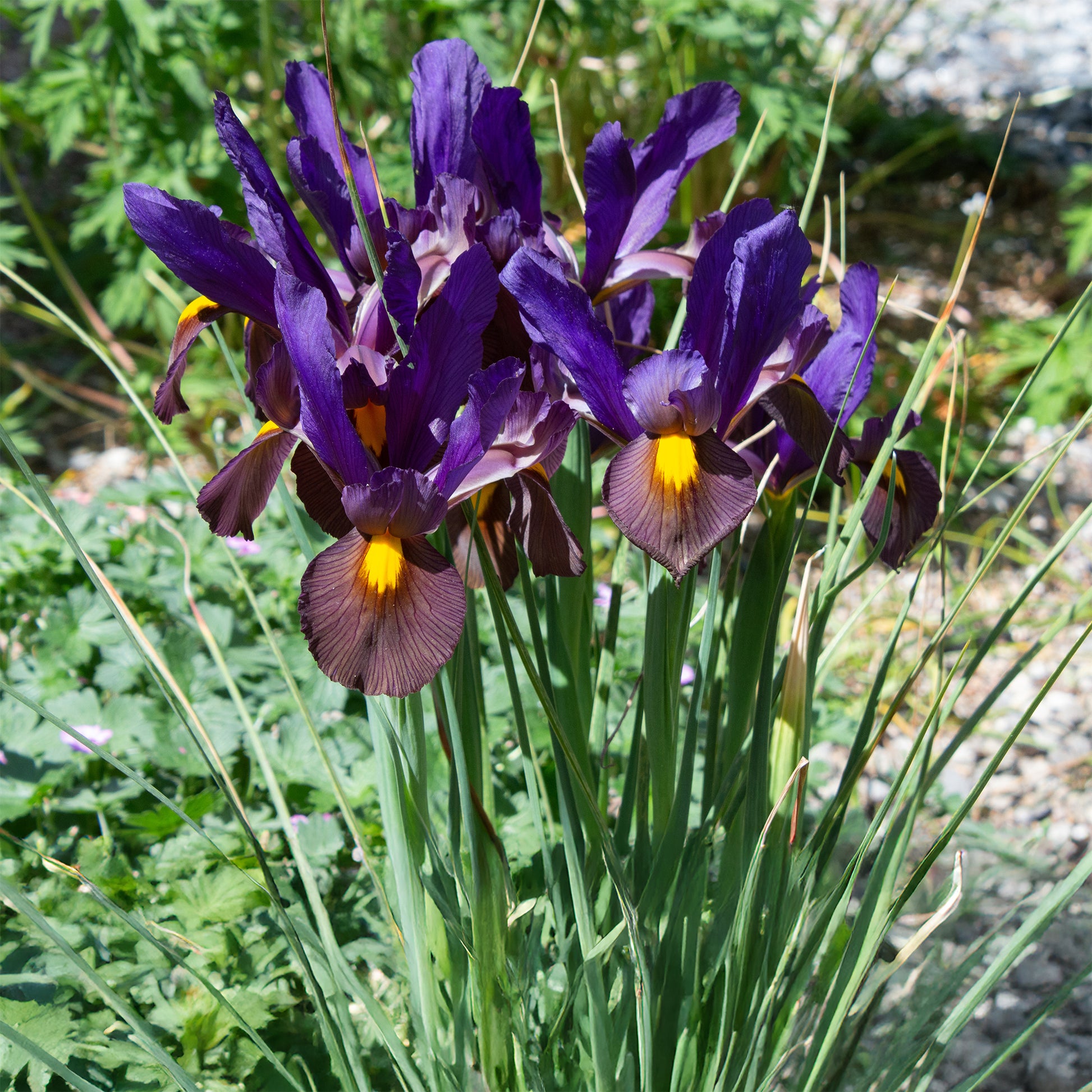 Iris hollandica tiger eyes - Holländische Iris Tiger Eyes (x10) - Iris-Zwiebeln