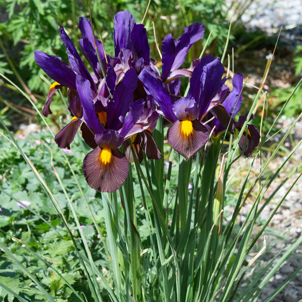 Holländische Iris Tiger Eyes (x10) - Iris hollandica Tiger Eyes - Bakker