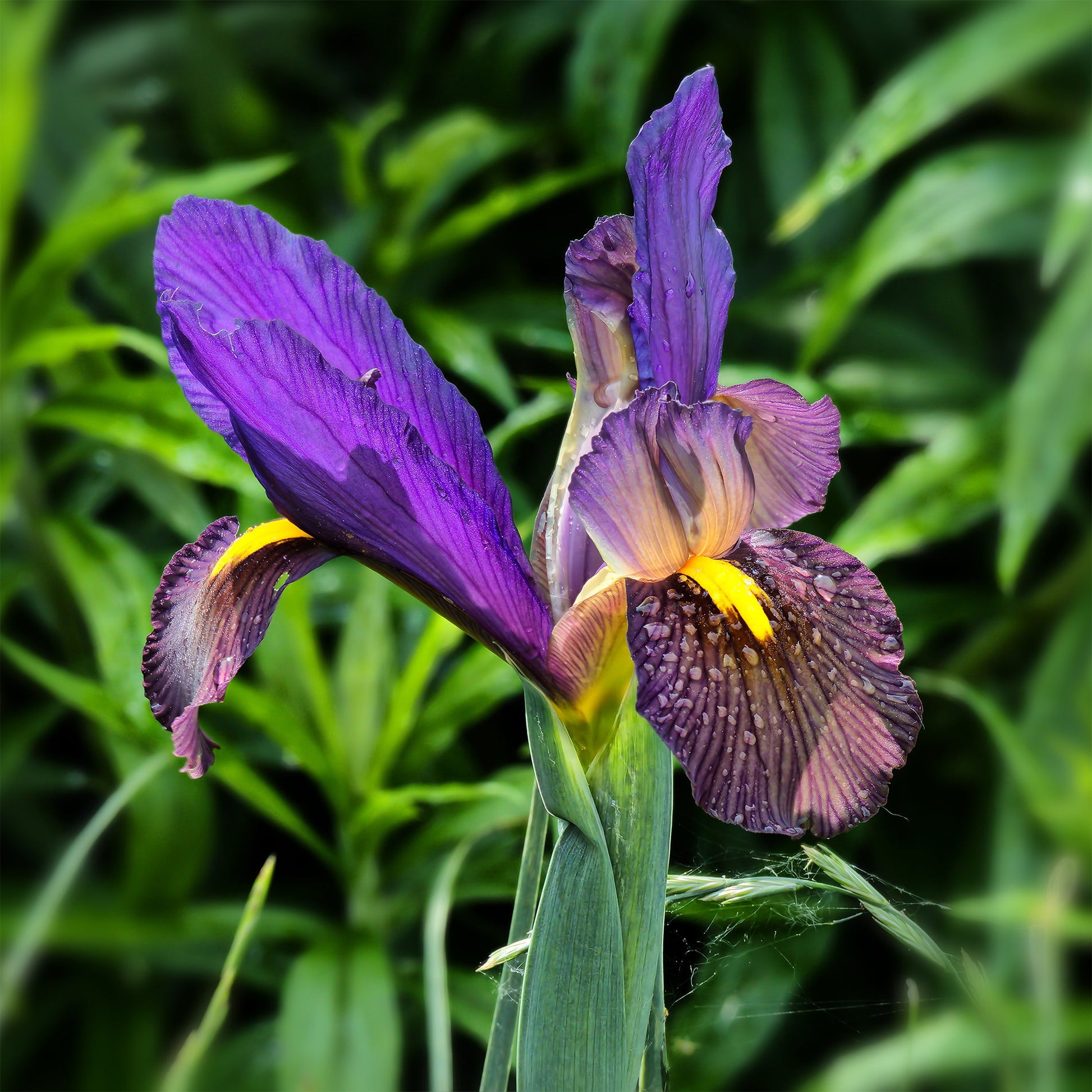 Holländische Iris Tiger Eyes (x10) - Iris hollandica tiger eyes - Bakker
