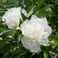 Pfingstrose 'Duchesse de Nemours' - Bakker