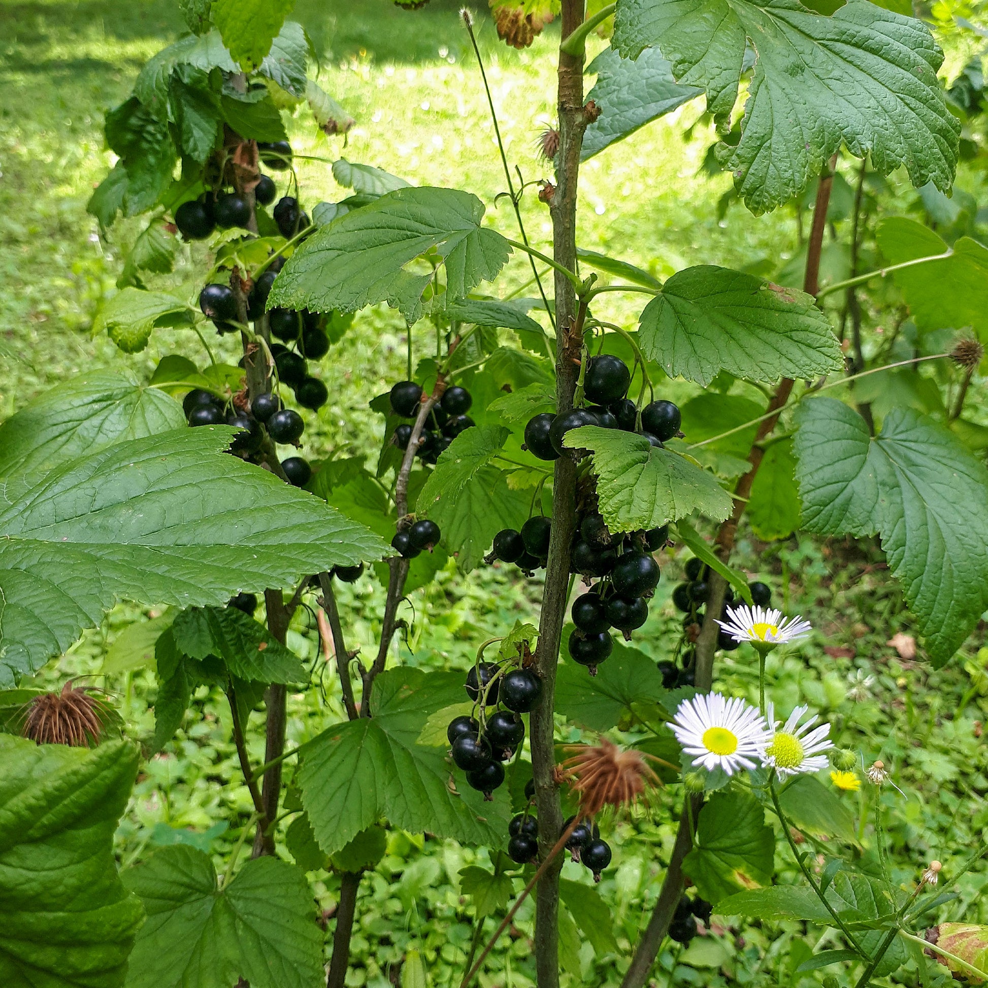 Schwarze Johannisbeere auf Stamm ‘Titania’ - Ribes nigrum Titania - Bakker