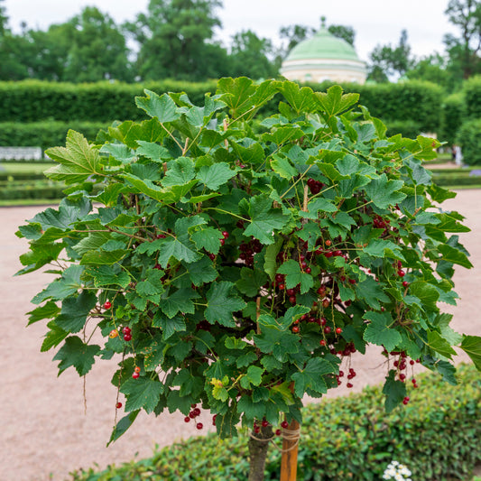 Rote Johannisbeere auf Stamm - Bakker