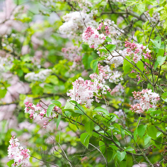 Flieder Beauty of Moscow - Bakker