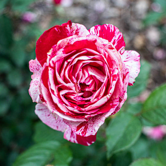 Strauchrose Candy Stripe