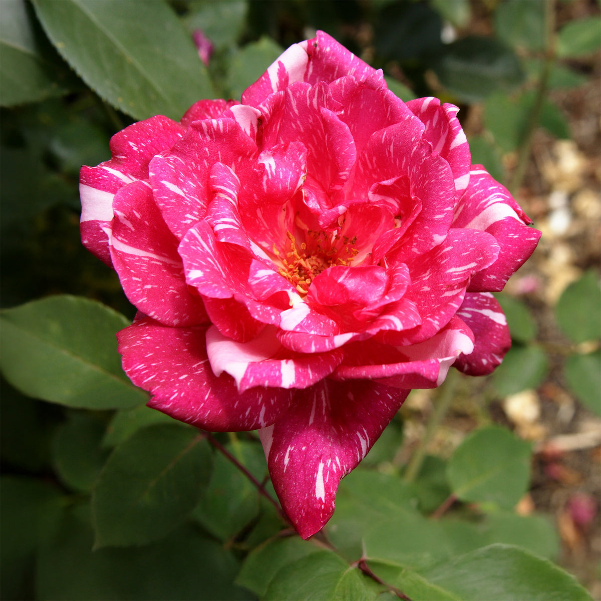 Rosen - Strauchrose Candy Stripe - Rosa Candy Stripe