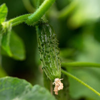 Einlegegurke Regal F1 - Cucumis sativus regal - Bakker