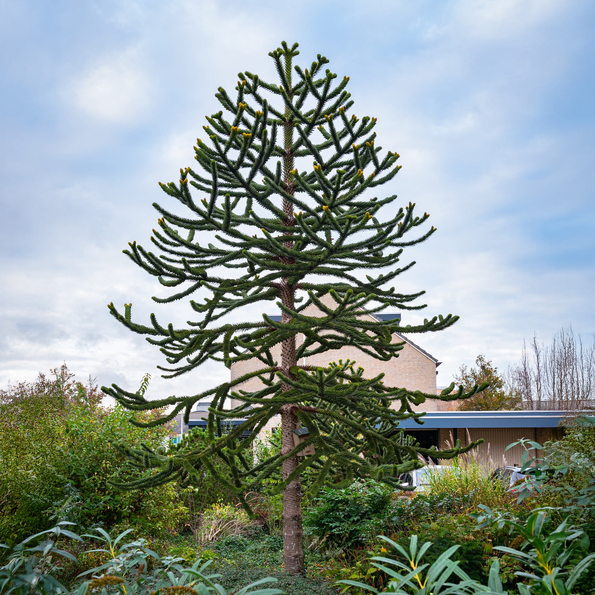 Affenbaum - Araucaria imbricata - Bakker
